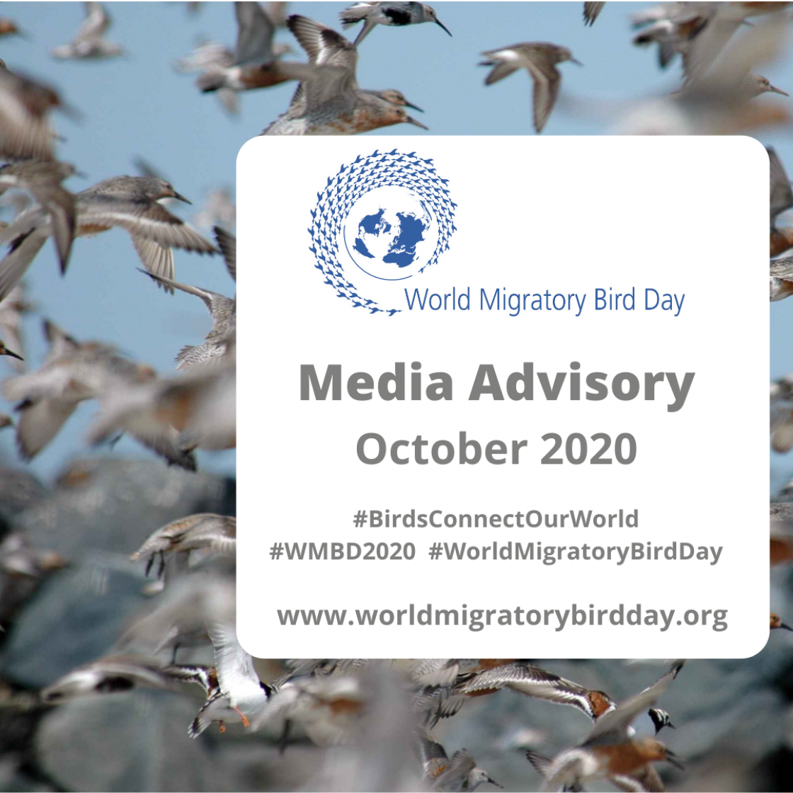 MEDIA ADVISORY: World Migratory Bird Day 2020 - October | World ...